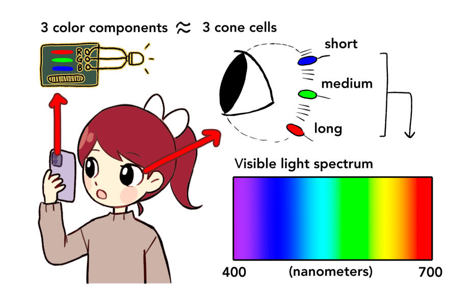 The thing about pink we don&#39;t see (Scienceline, web)